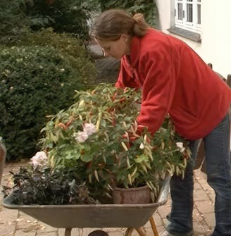 chili i drivhus chili i drivhus